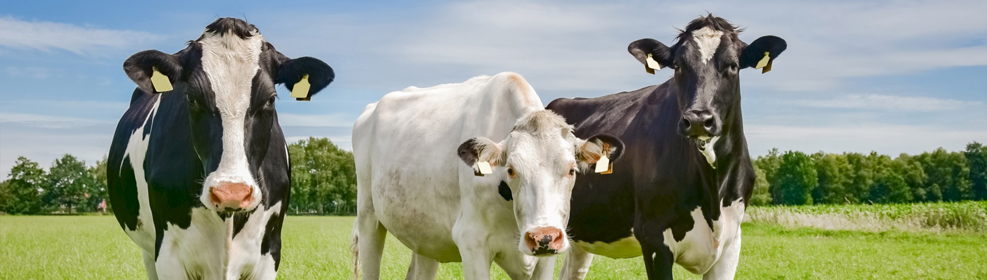Tierarztpraxis Wiefelstede, Leistungen für Rinder