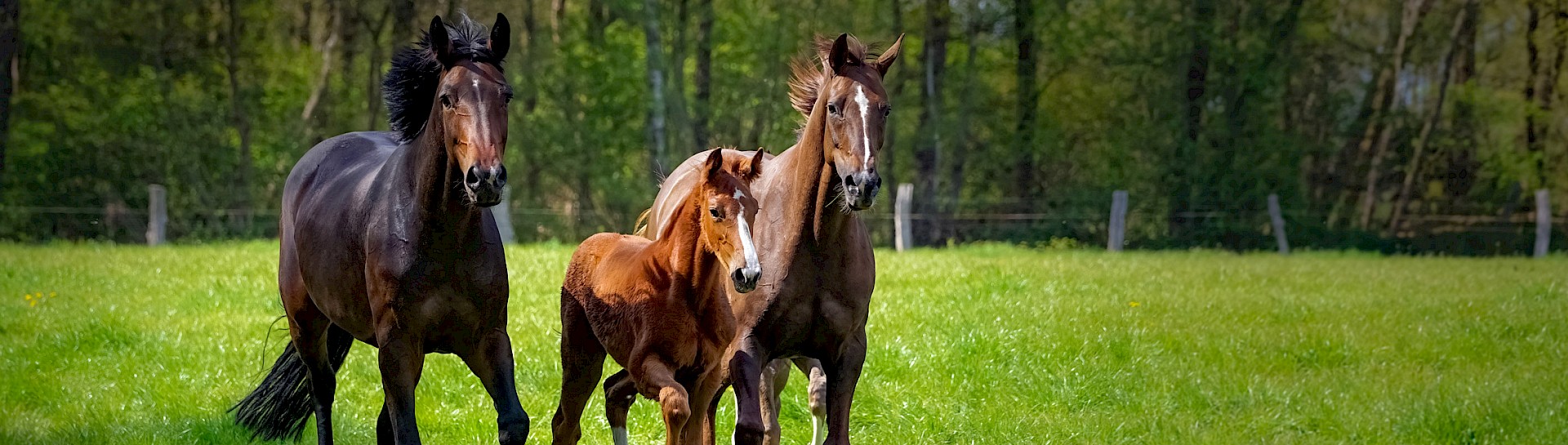 Tierarztpraxis Wiefelstede, Leistungen für Pferde